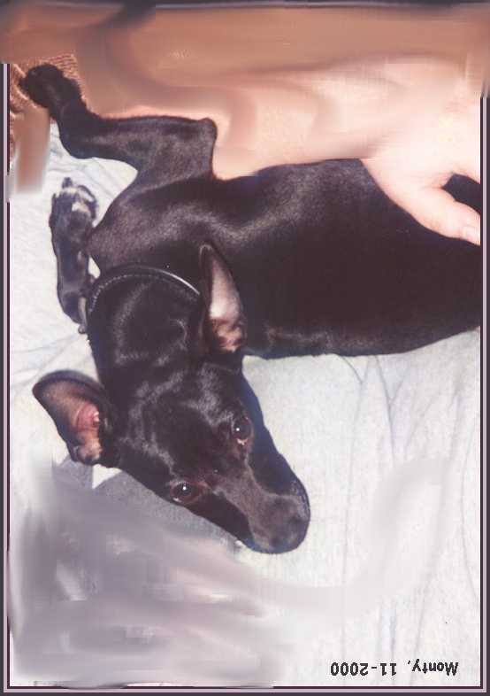 Rat Terrier