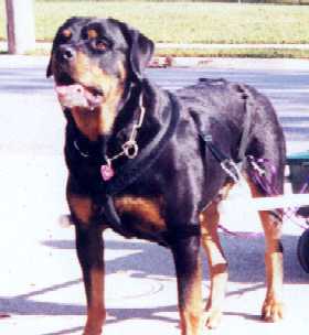 Max in harness