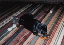 Spoiled pup!