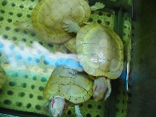 albino red eared sliders