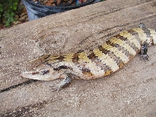 tiliqua scincoides