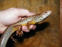 Egernia frerri
