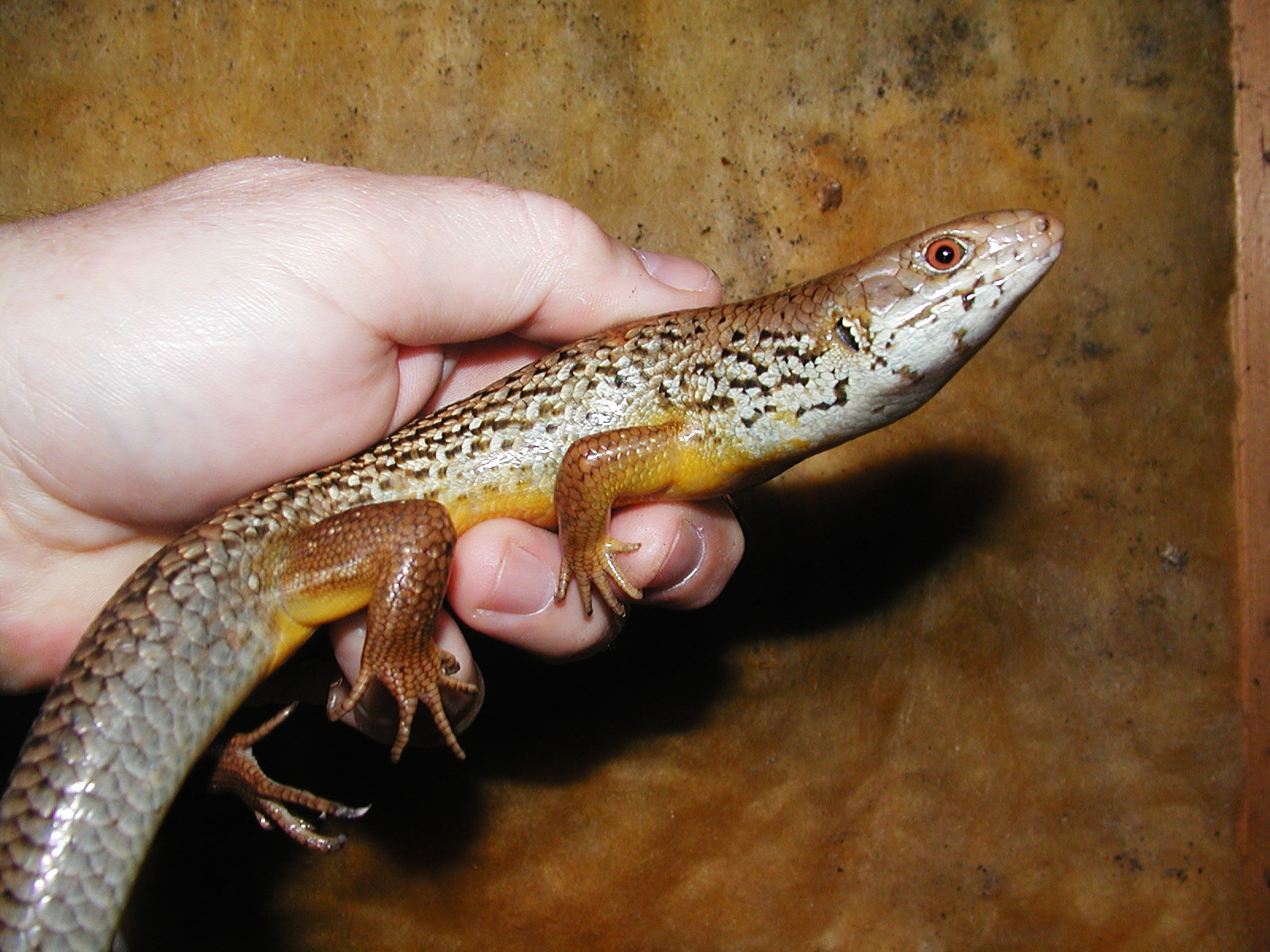 Egernia frerri