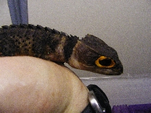 crocodile skink