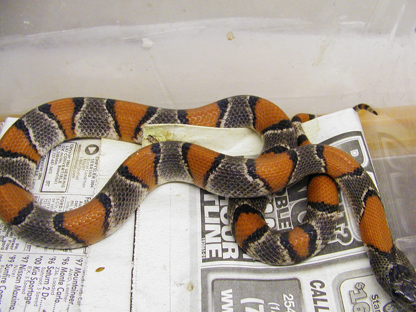 Lampropeltis theyri