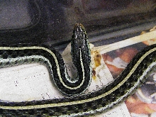 Blue striped Gartersnake
