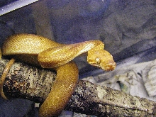 Tobago  tree boa