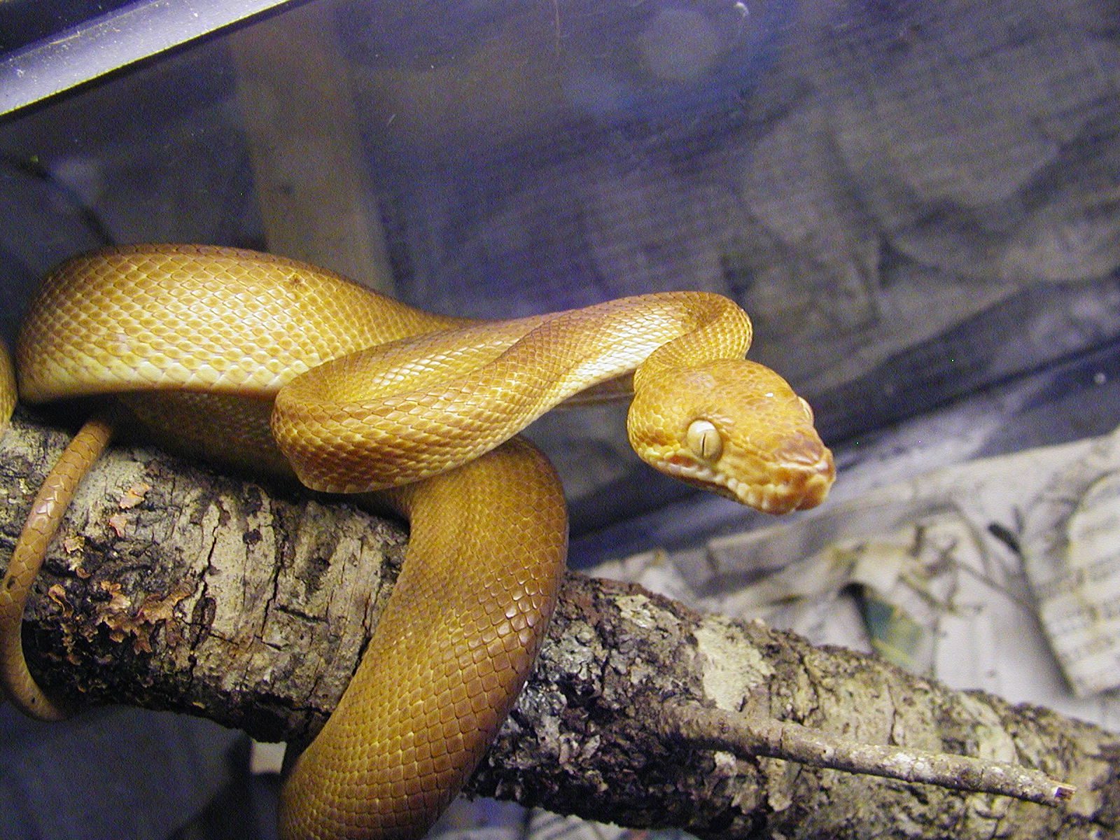 Tobago  tree boa