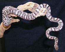 Anerythristic