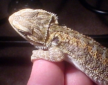 beardie