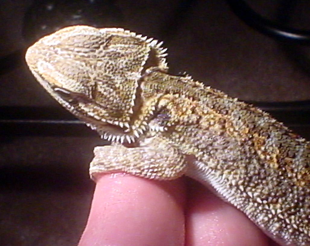 beardie