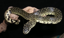 speckled king