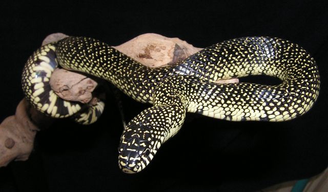 speckled king