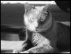 Cole - black and white