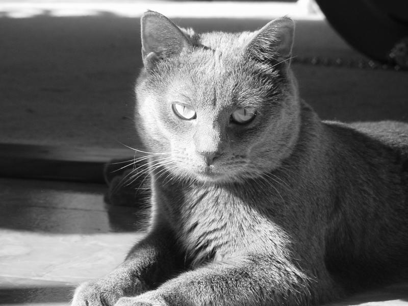 Cole - black and white