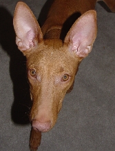Diesel at 6 months