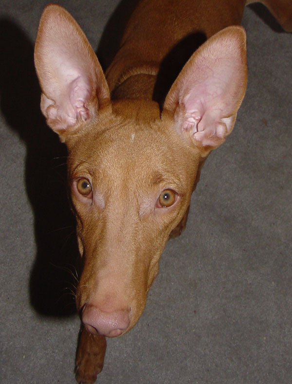 Diesel at 6 months