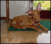 Diesel with One ear up