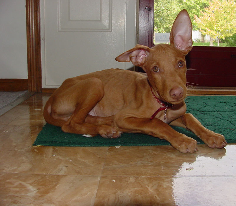 Diesel with One ear up