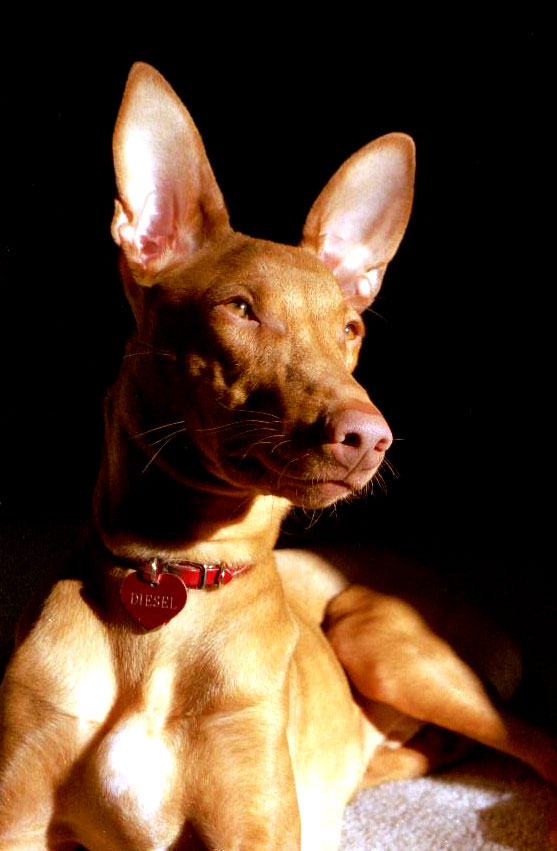 Pharaoh in the sun