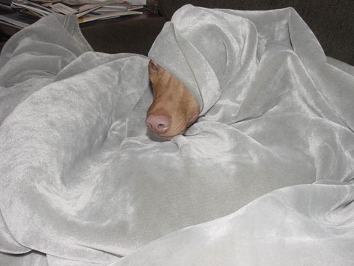 under blanket