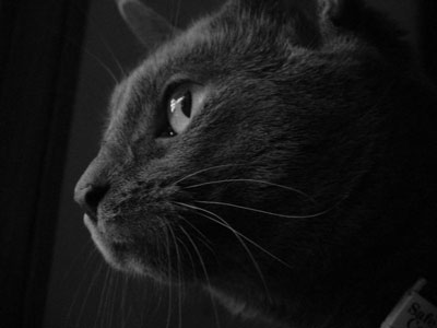 Cole B&W 2