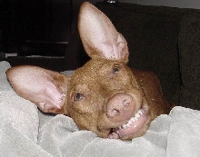 Pharaoh smile