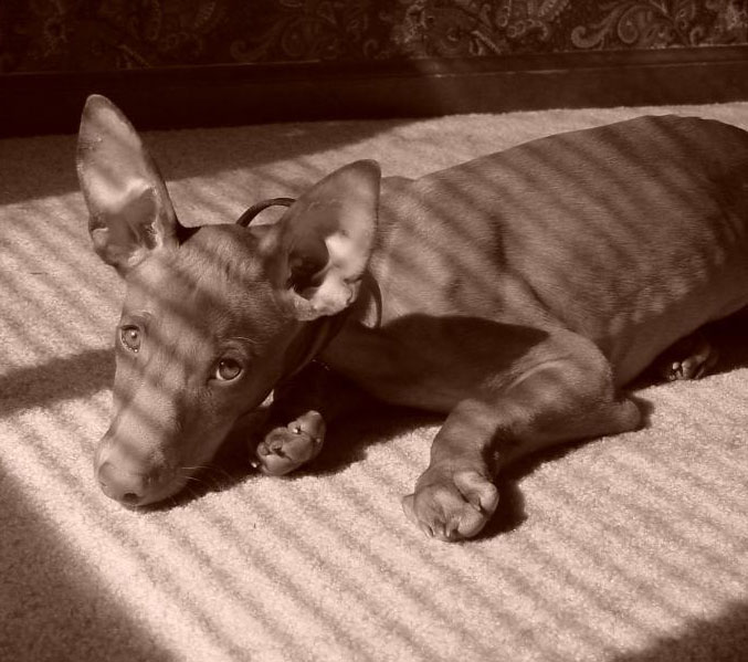 Diesel
