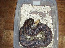 borneo blood 01