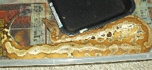 female red blood