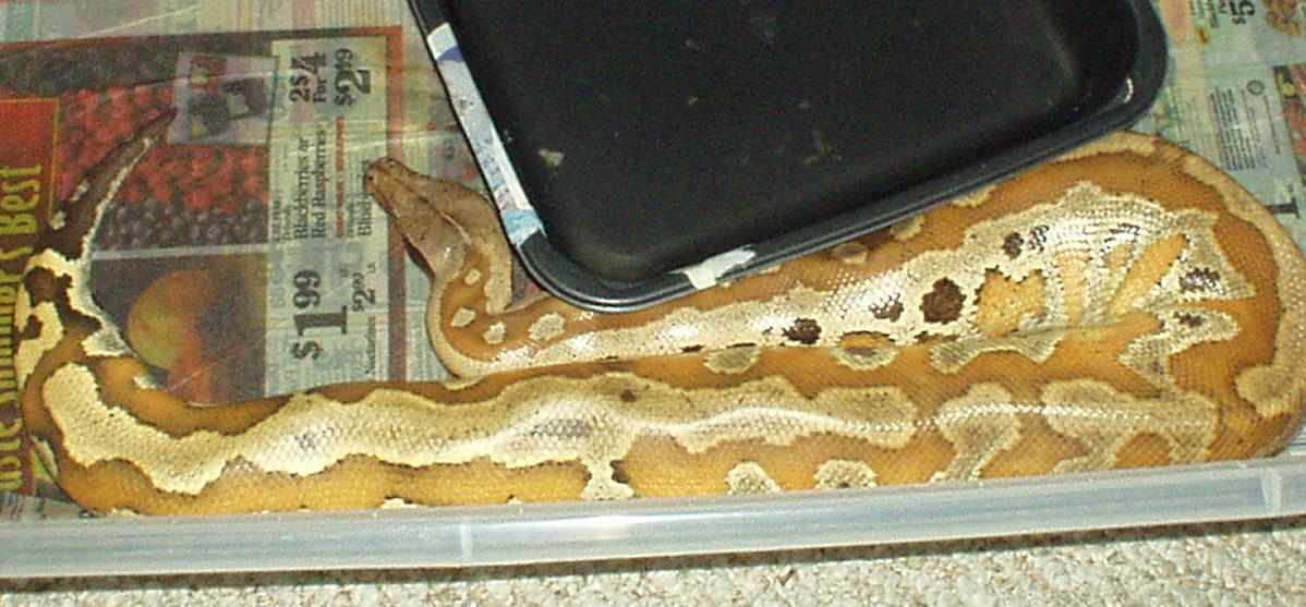 female red blood