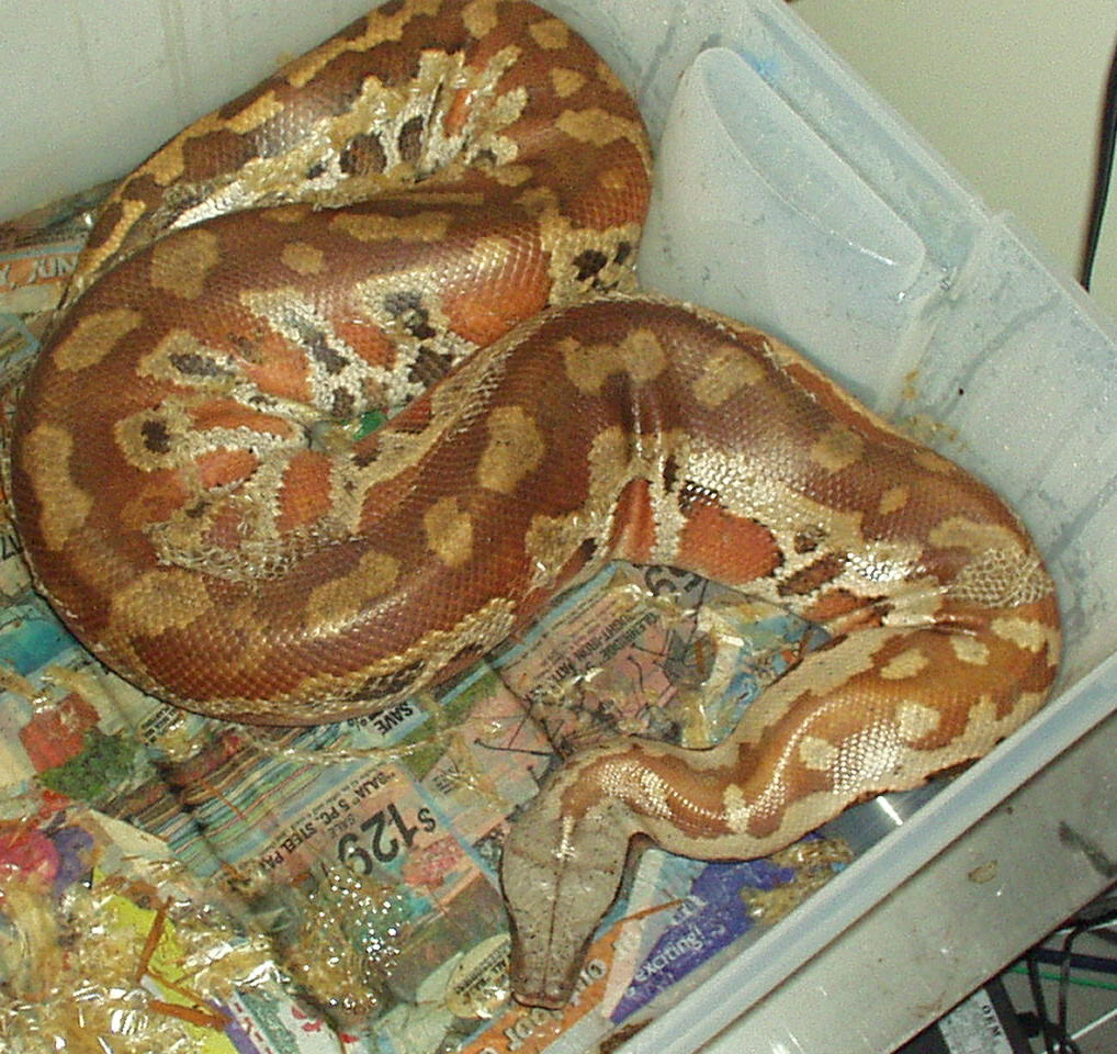 adult male blood
