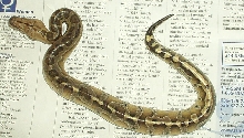 05 female borneo