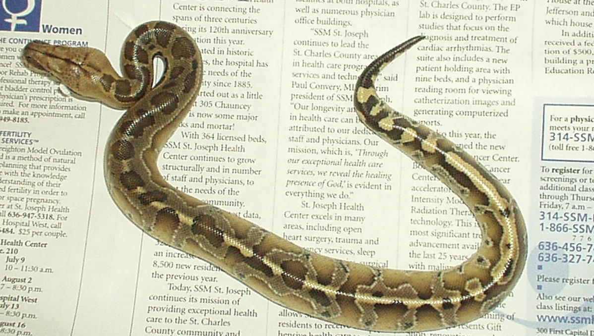 05 female borneo