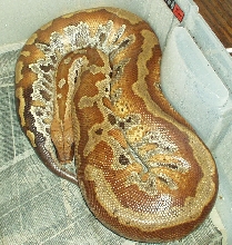 male banka blood