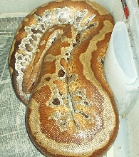 male banka blood 2