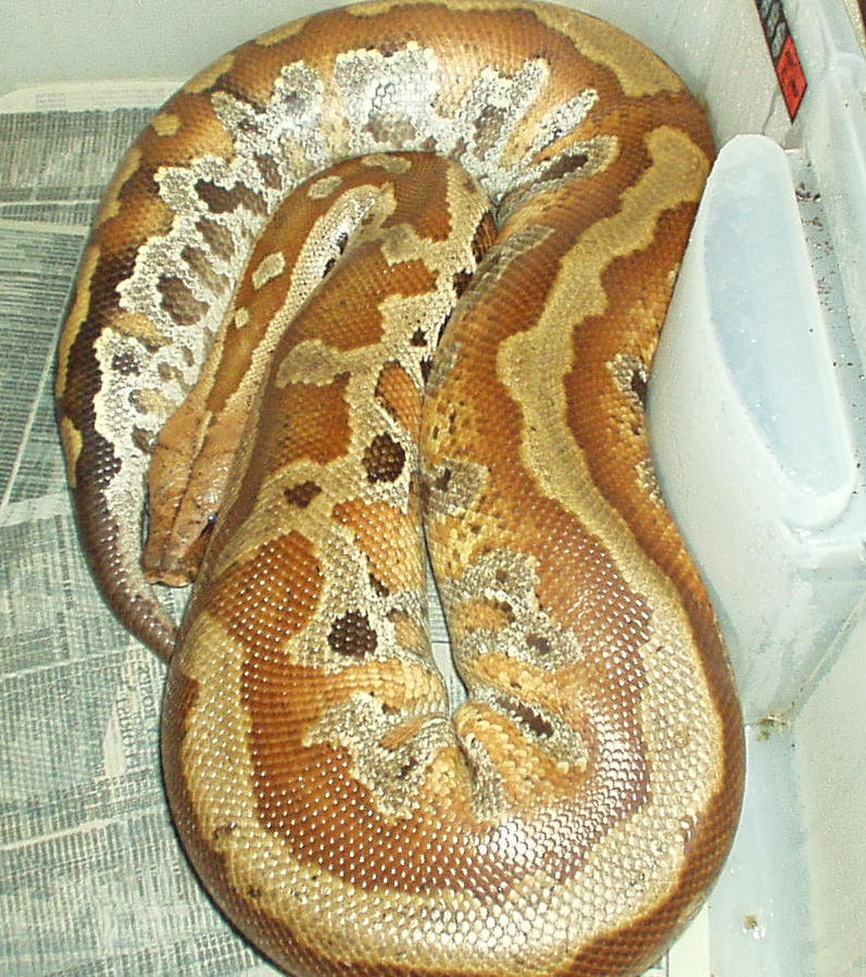 male banka blood 2