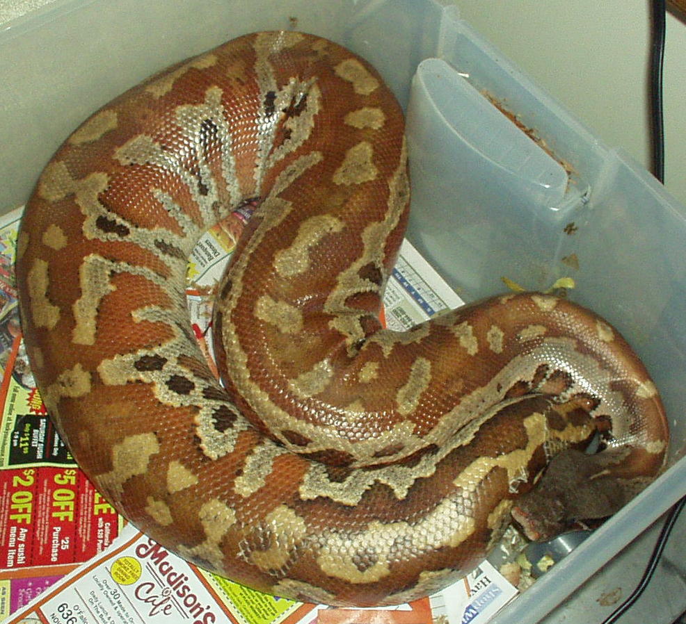 male sumatran blood