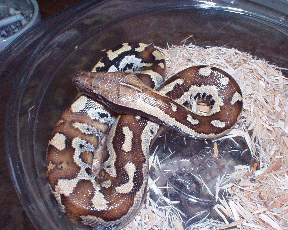 05 maly blood female