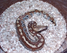 05 sumatran blood female