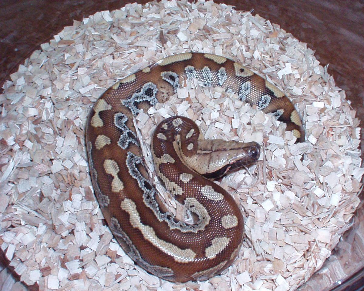 05 sumatran blood female