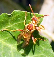 Hand-painted flying bug
