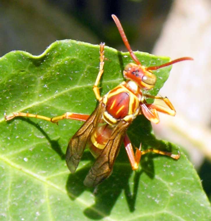 Hand-painted flying bug