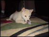 Maui as a pup
