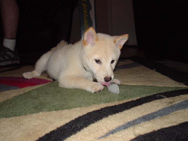 Maui as a pup
