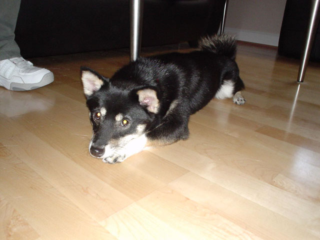 Kaia