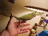 veiled chameleon