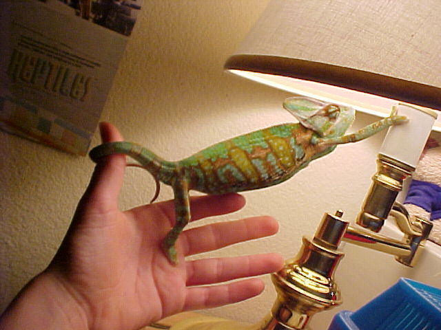 veiled chameleon