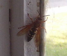 Unidentified Large Wasp