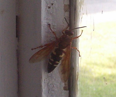 Unidentified Large Wasp
